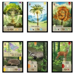 cartes forêt mixte